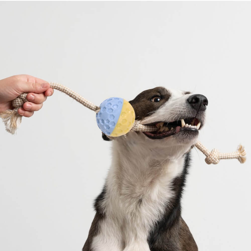 Umweltfreundliches Hundespielzeug mit Ball