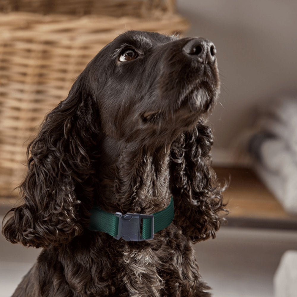 Collar para perro ajustable con clip para correa - Tamaño pequeño a mediano