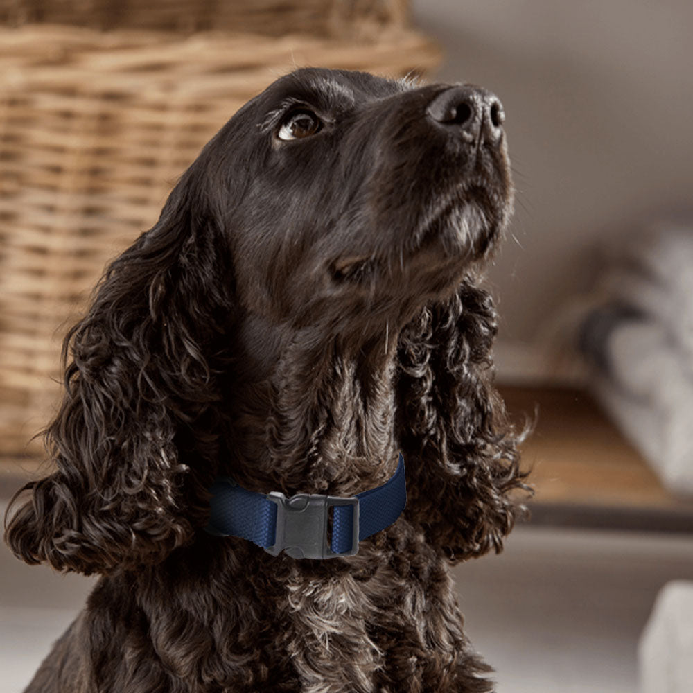 Collar para perro ajustable con clip para correa - Tamaño pequeño a mediano